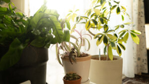 【観葉植物】簡単に水やり管理できるツールをレビュー【SUSTEE】