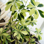 【全5種】我が家に住んでる観葉植物の紹介!