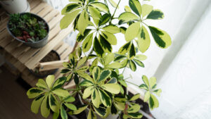 【全5種】我が家に住んでる観葉植物の紹介!