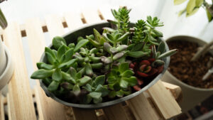 多肉植物の"徒長"の予防と対処法を説明【観葉植物】