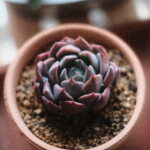 【多肉植物】新しい仲間たちの話