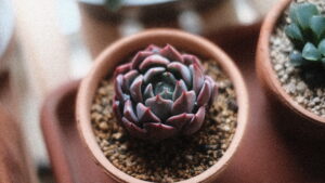 【多肉植物】新しい仲間たちの話