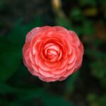 上手にお花の写真が撮りたいんだ話