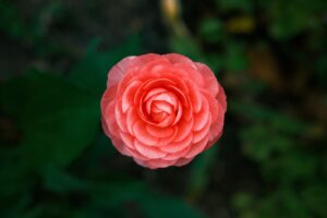 上手にお花の写真が撮りたいんだ話