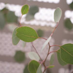 最近の植物たちの話。
