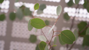 最近の植物たちの話。