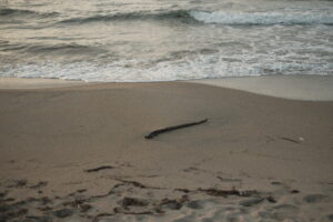 カレーってスパイスから作る必要ある？話。