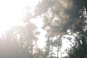 抱っこでしか寝ない決意。